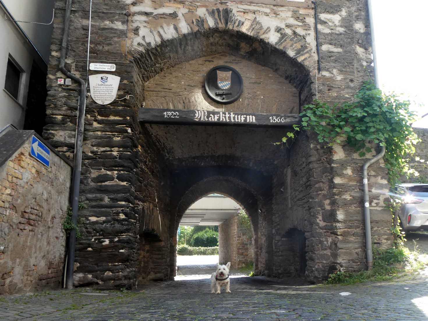 poppy the westie enters Bacharach gate house