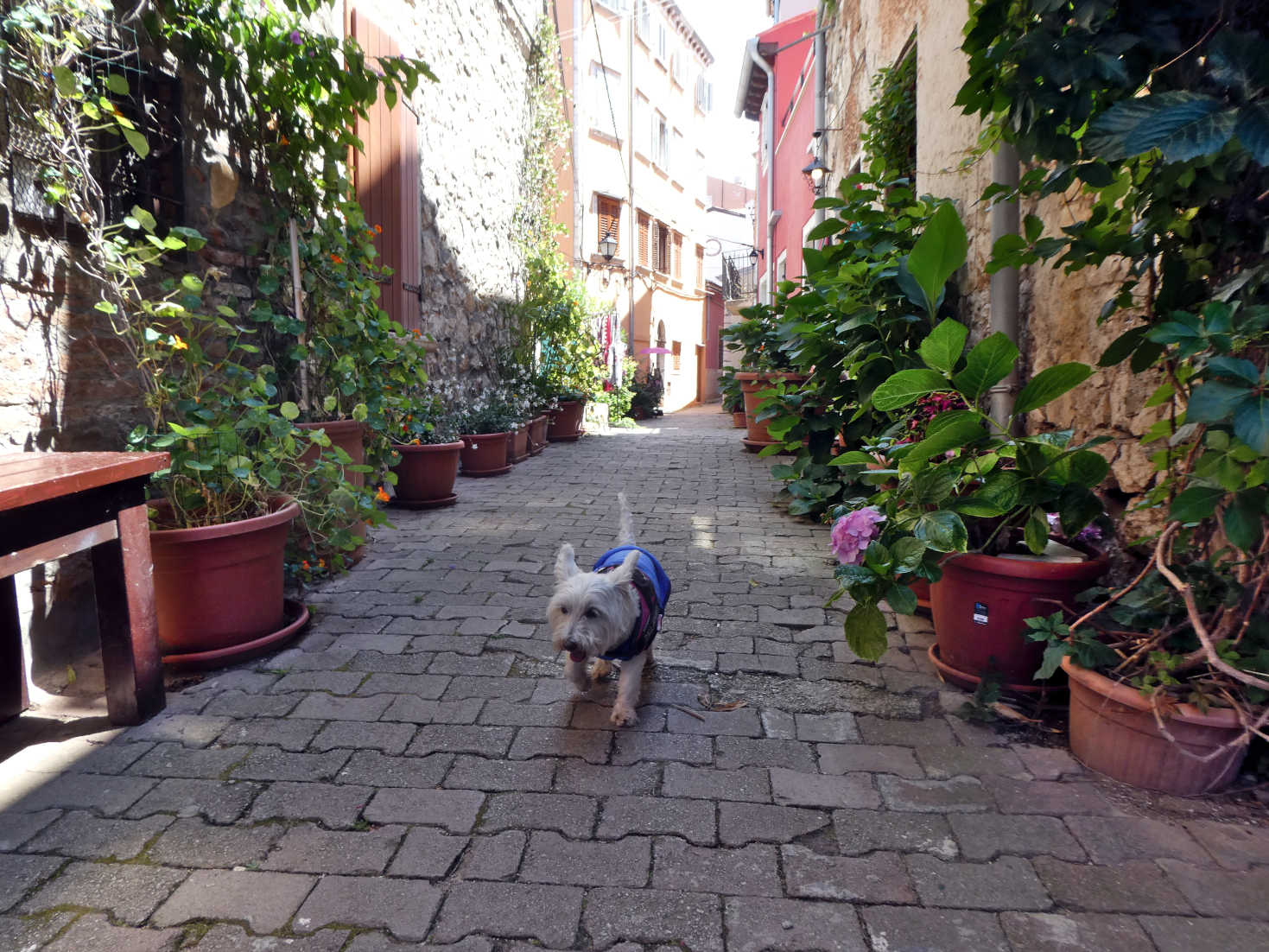 poppy the westie explore Arno Longo Rovinj