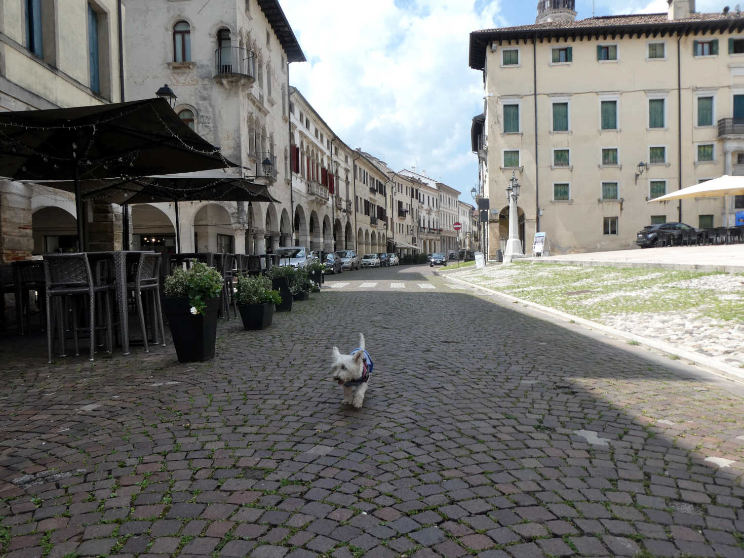 poppy the westie explores Conegliano