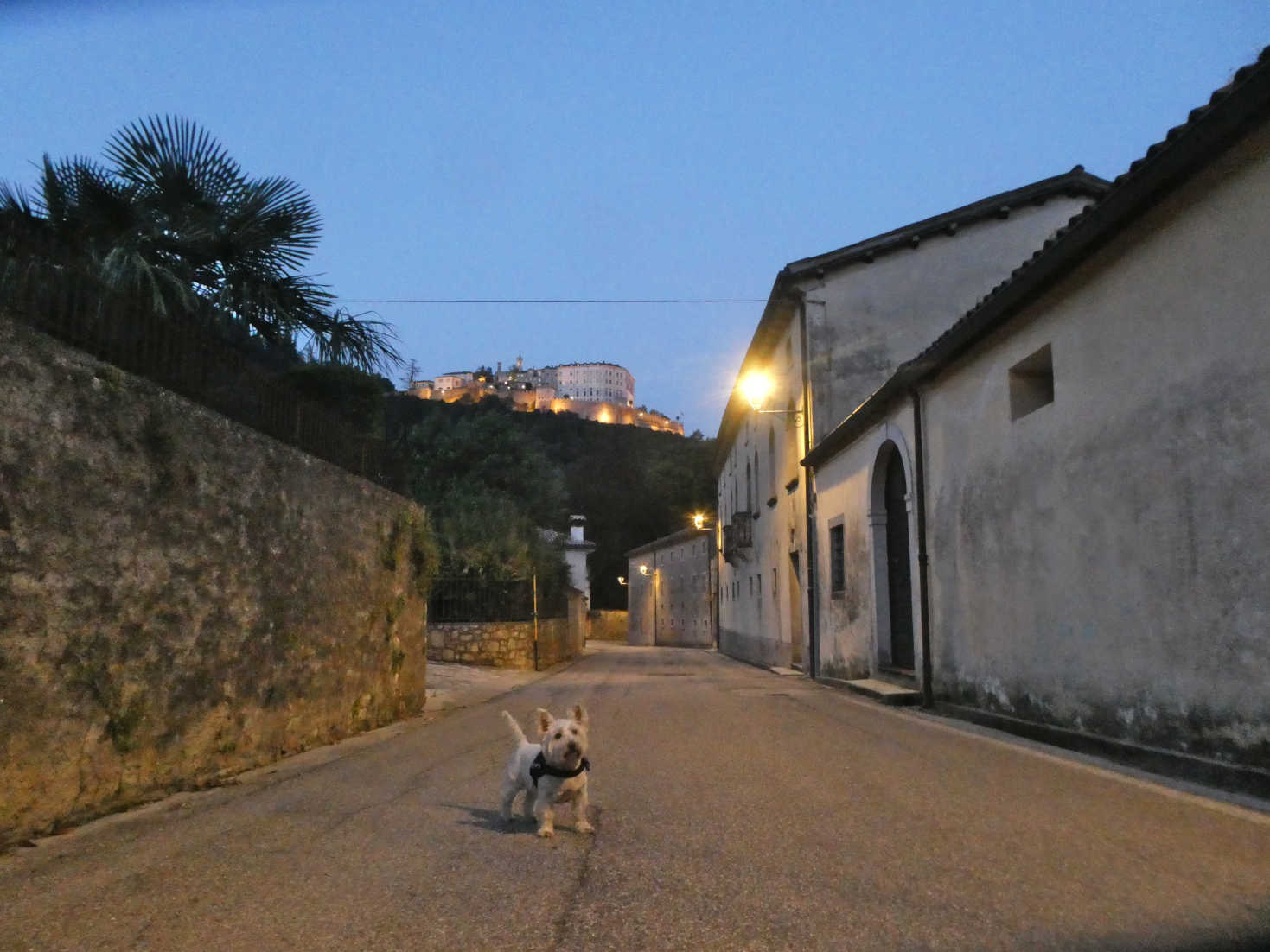 poppy the westie explores Follina