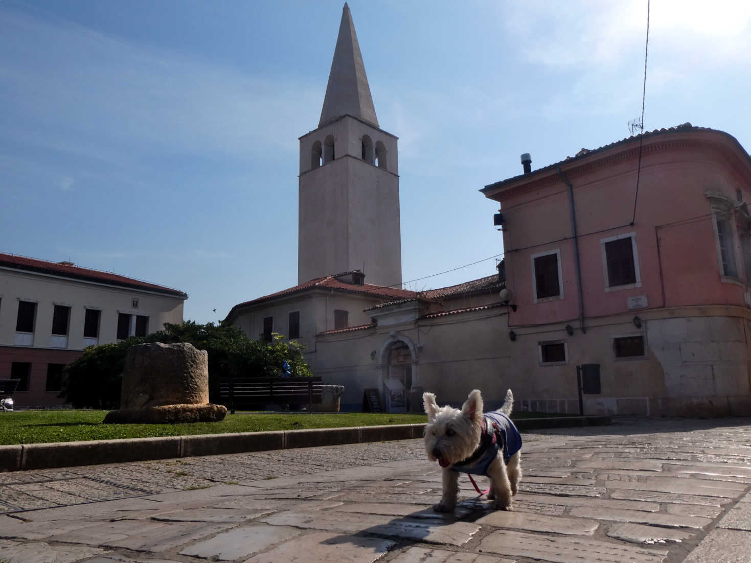 poppy the westie explores Porec