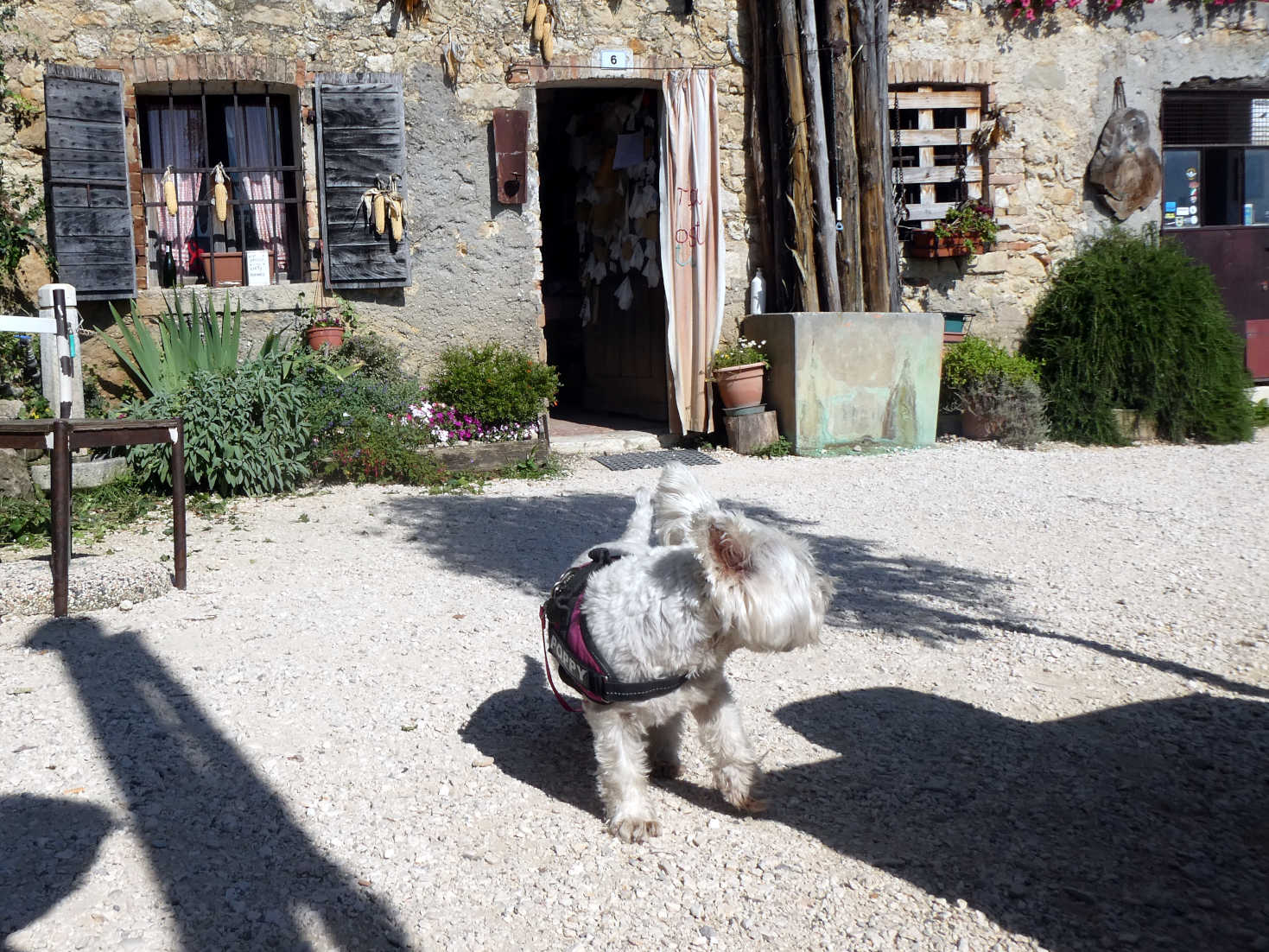 poppy the westie explores a vineyard