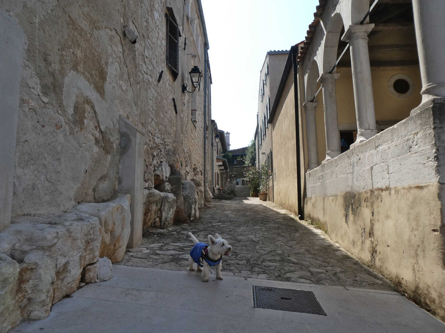 poppy the westie explores old town Vrsar