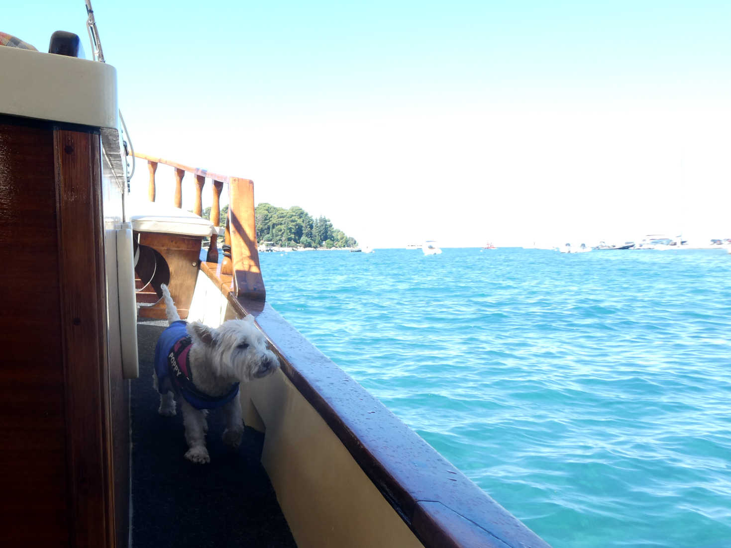 poppy the westie explores the boat Rovinj