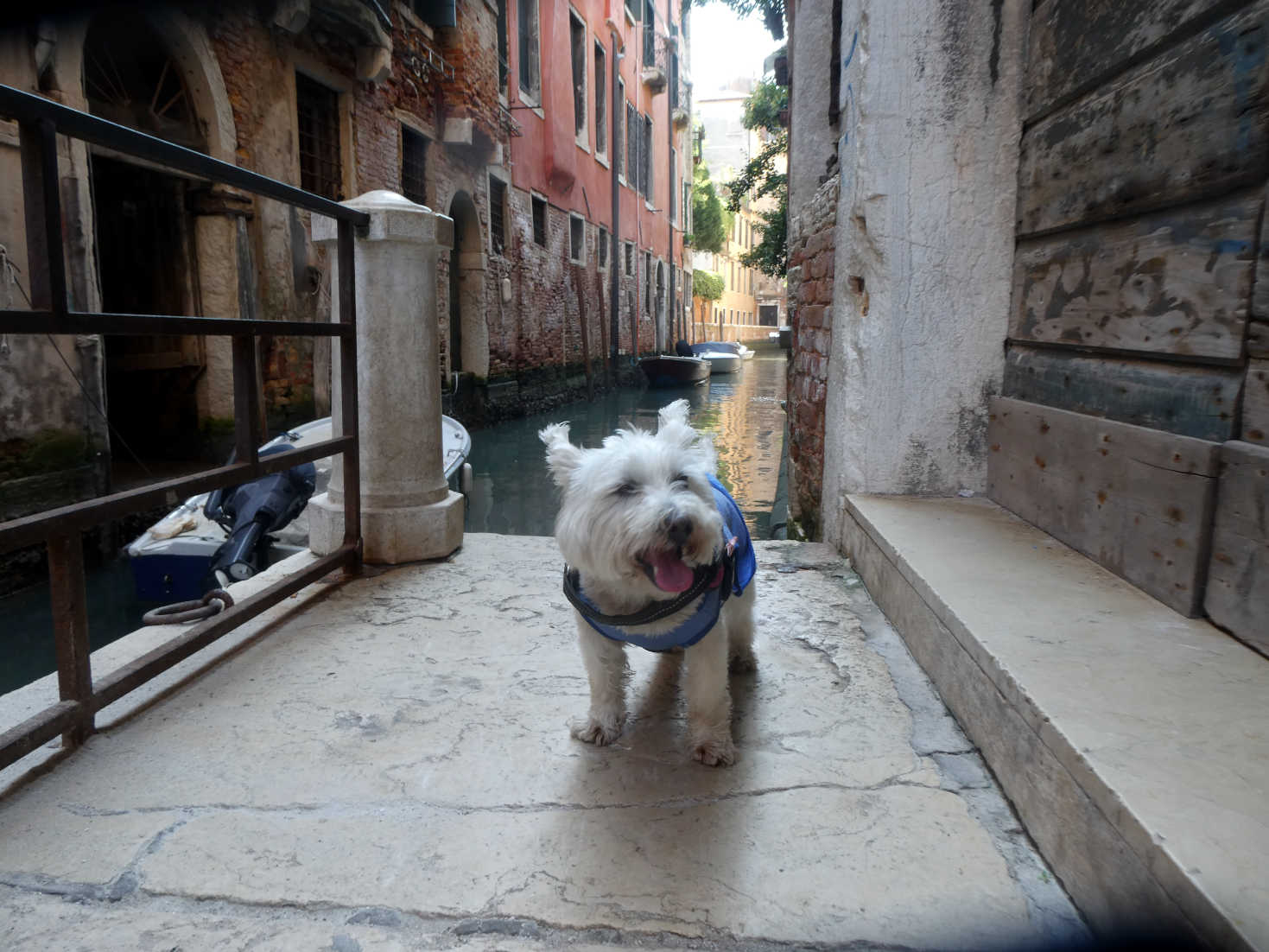 poppy the westie explores the cannals of Venice