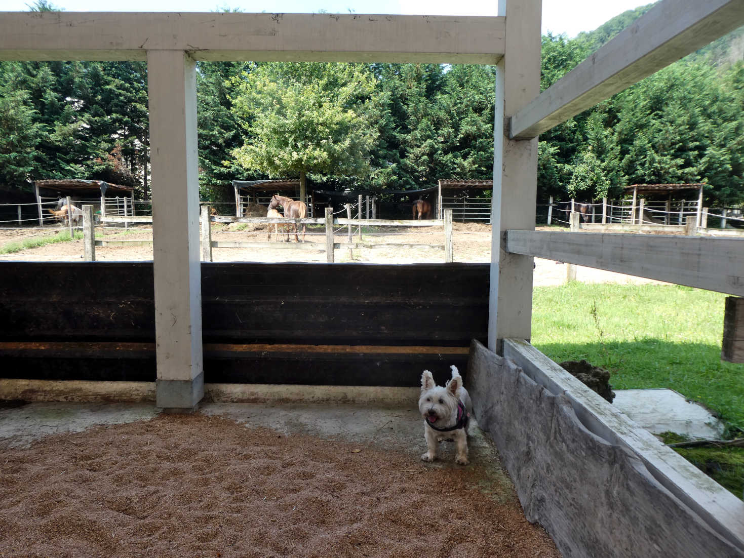 poppy the westie explores the ranch