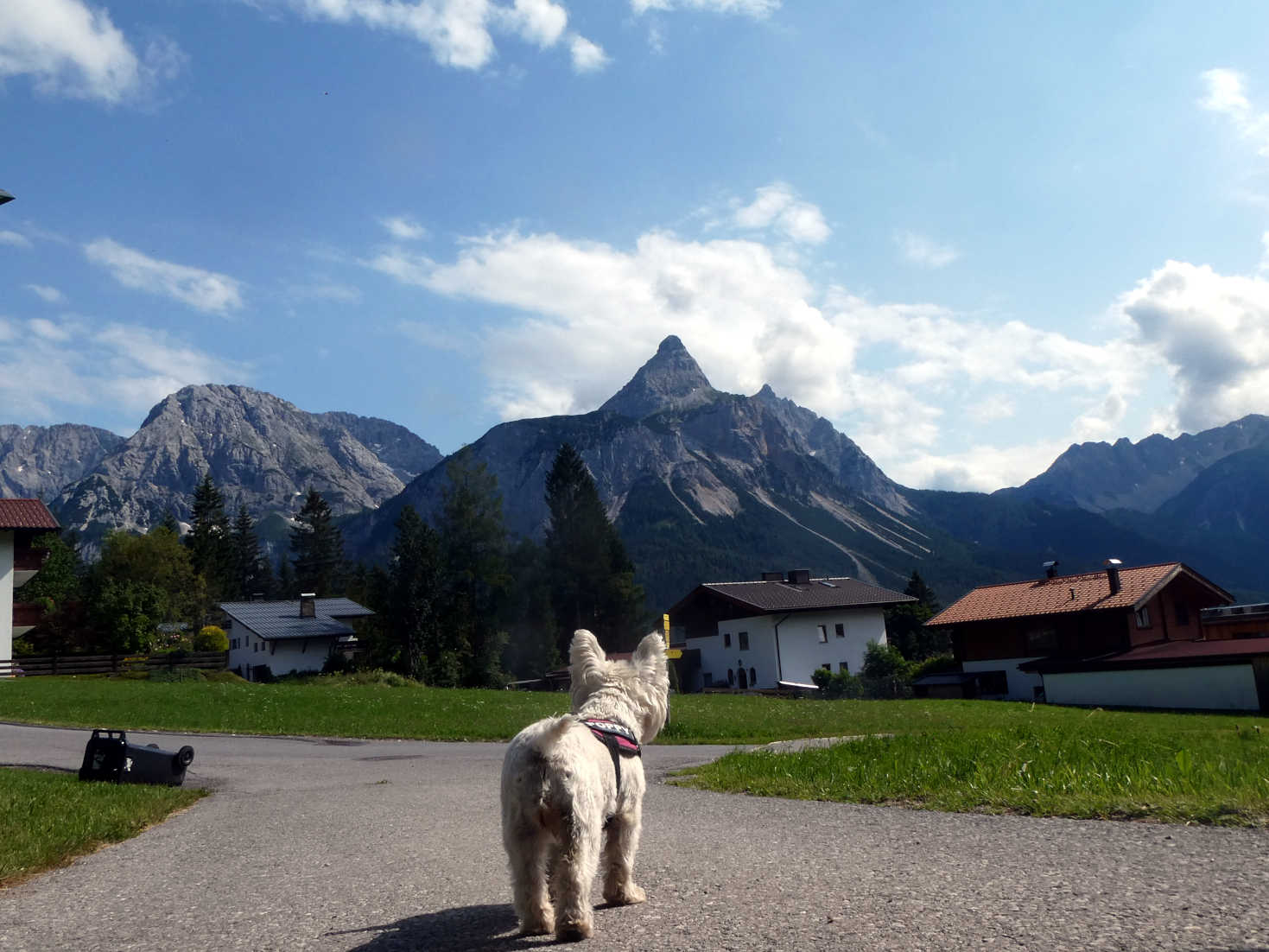 poppy the westie exploring Ehrwald