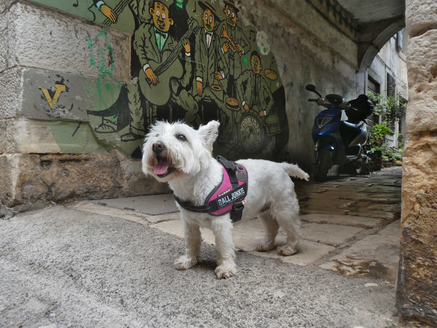 poppy the westie exploring Vodnijan