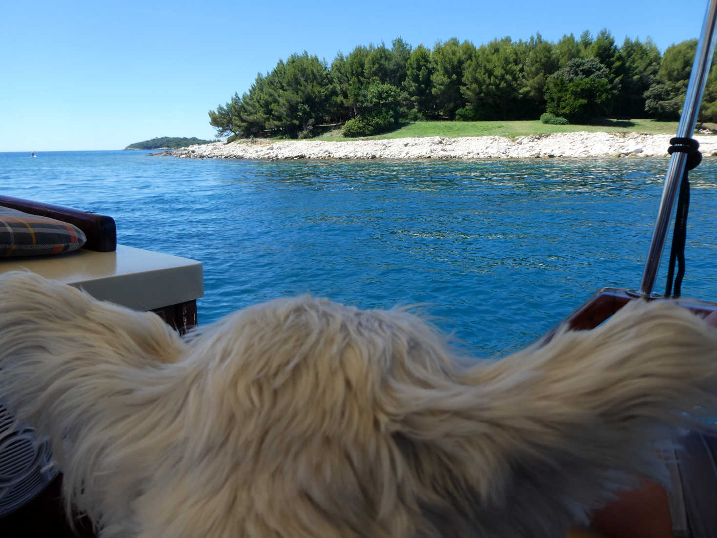 poppy the westie eyes the forbidden island