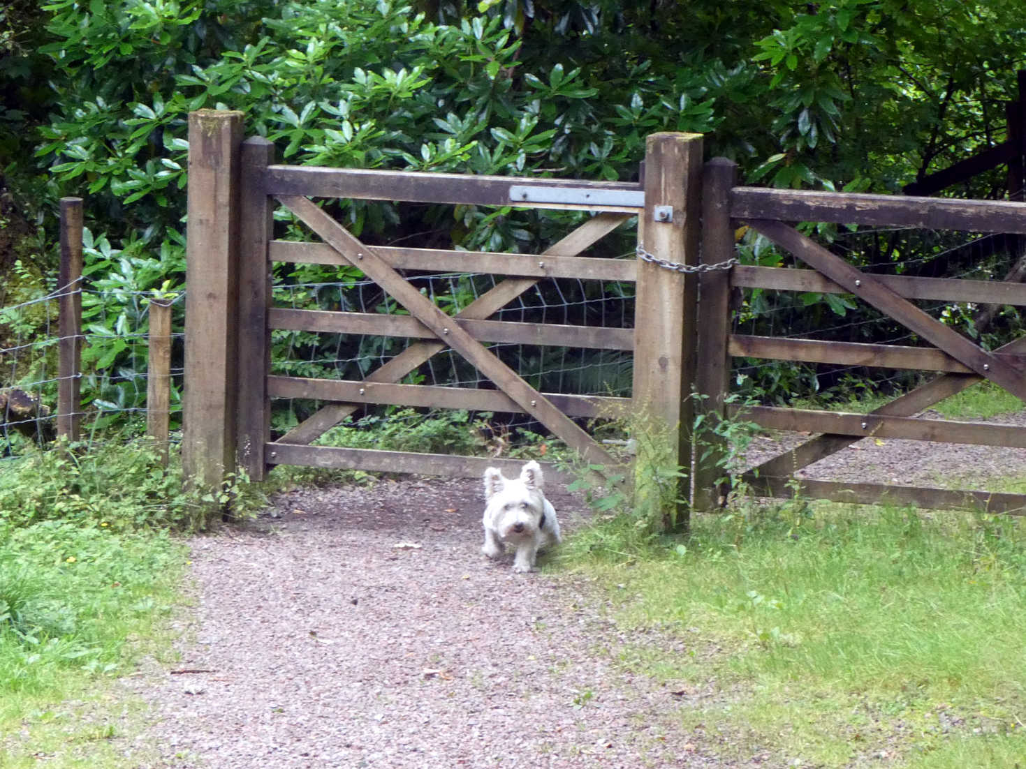 poppy the westie finds a new way to get through a gate