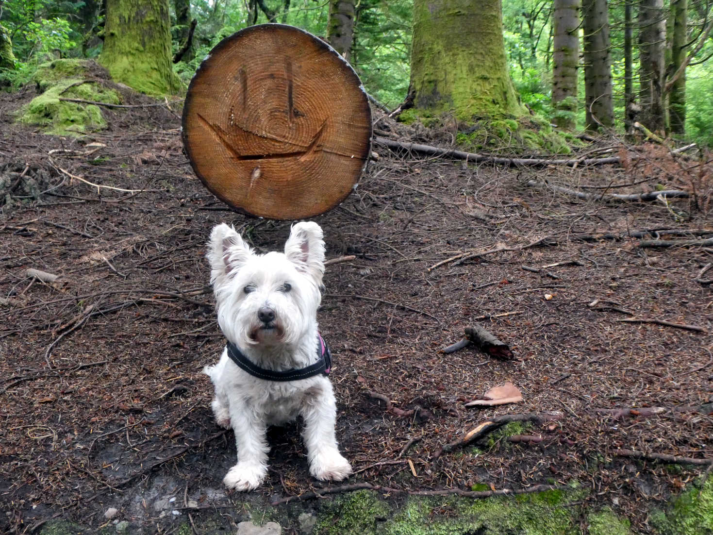 poppy the westie finds a smiley face