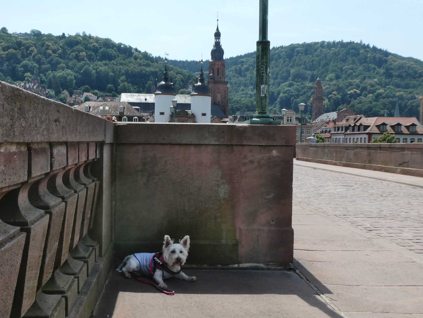 poppy the westie finds shade in Heidelberg