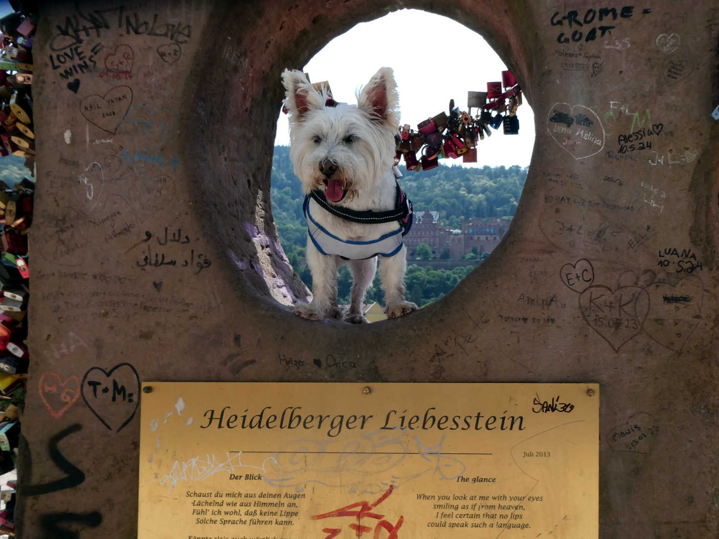 poppy the westie fools around in Heidelberg