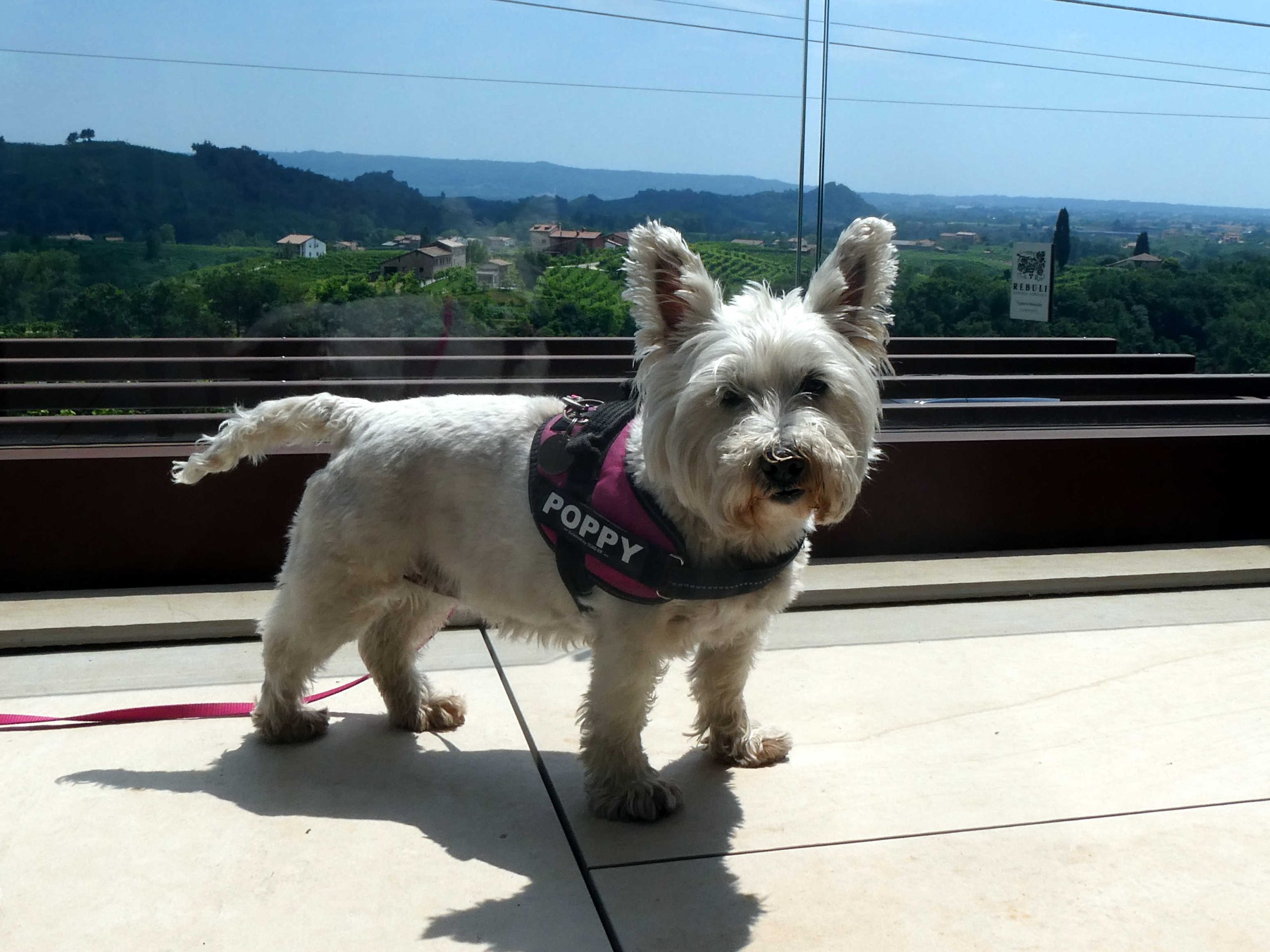 poppy the westie goes wine tasting