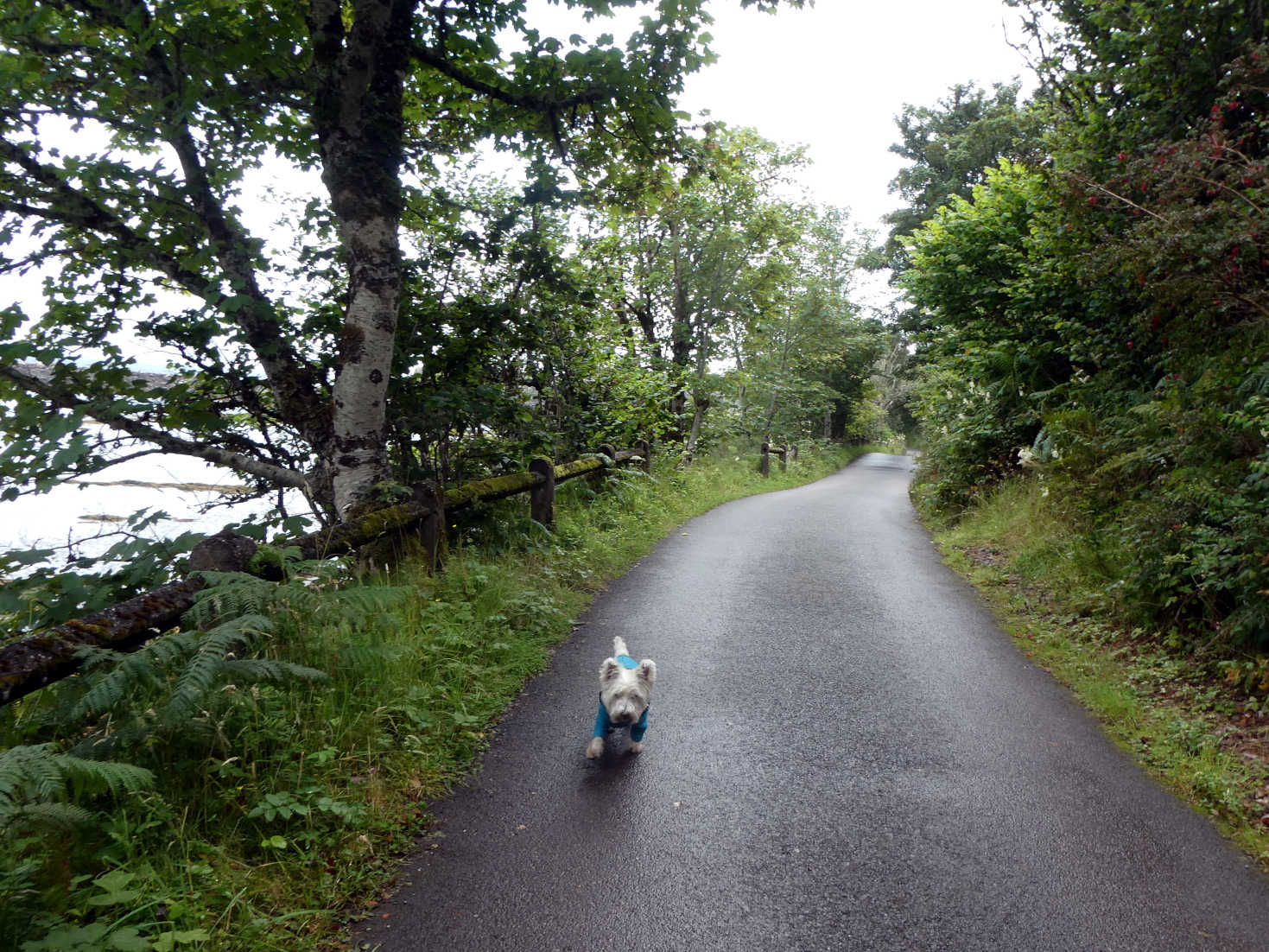 poppy the westie going to beach on eigg