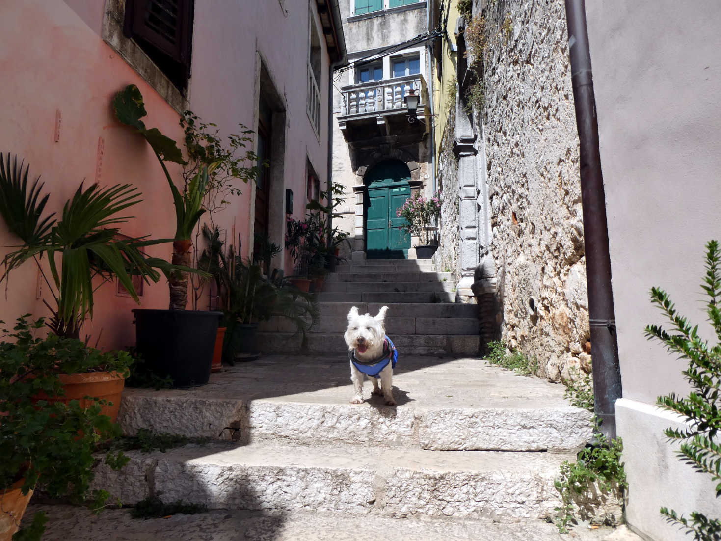 poppy the westie going to the church Rovinj