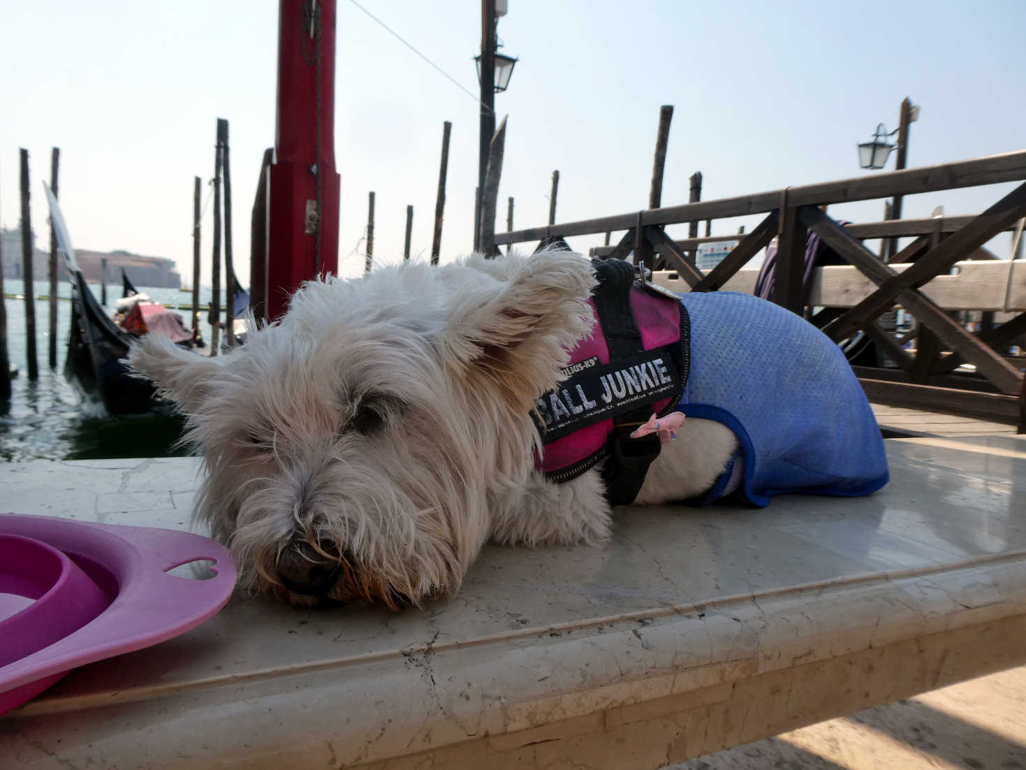 poppy the westie has a break in Venice