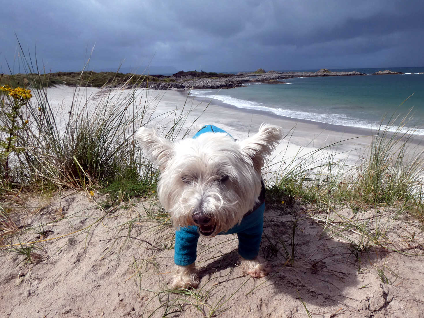 poppy the westie heading back to camp Camusdarach beach