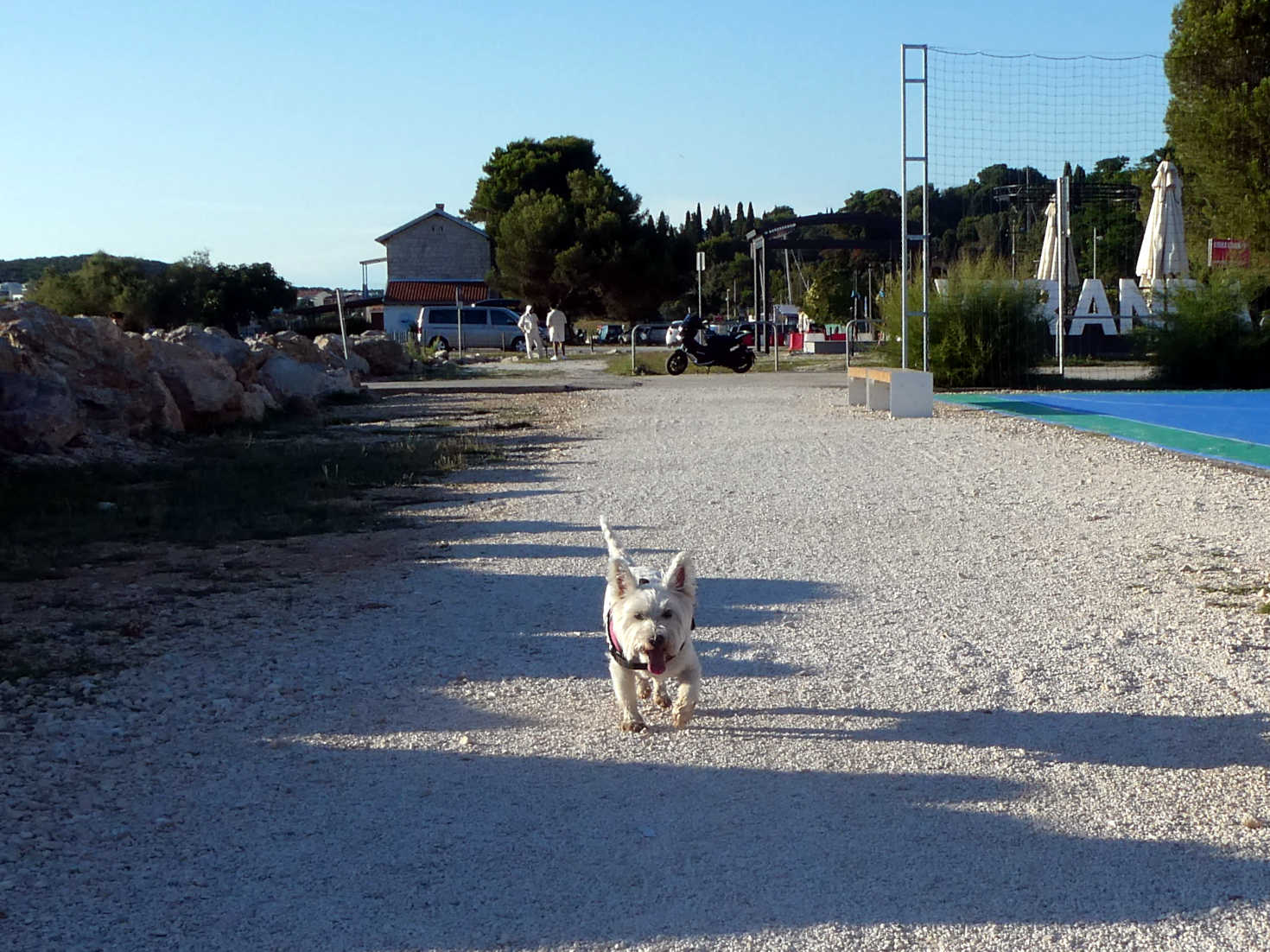 poppy the westie heads into Rovinj