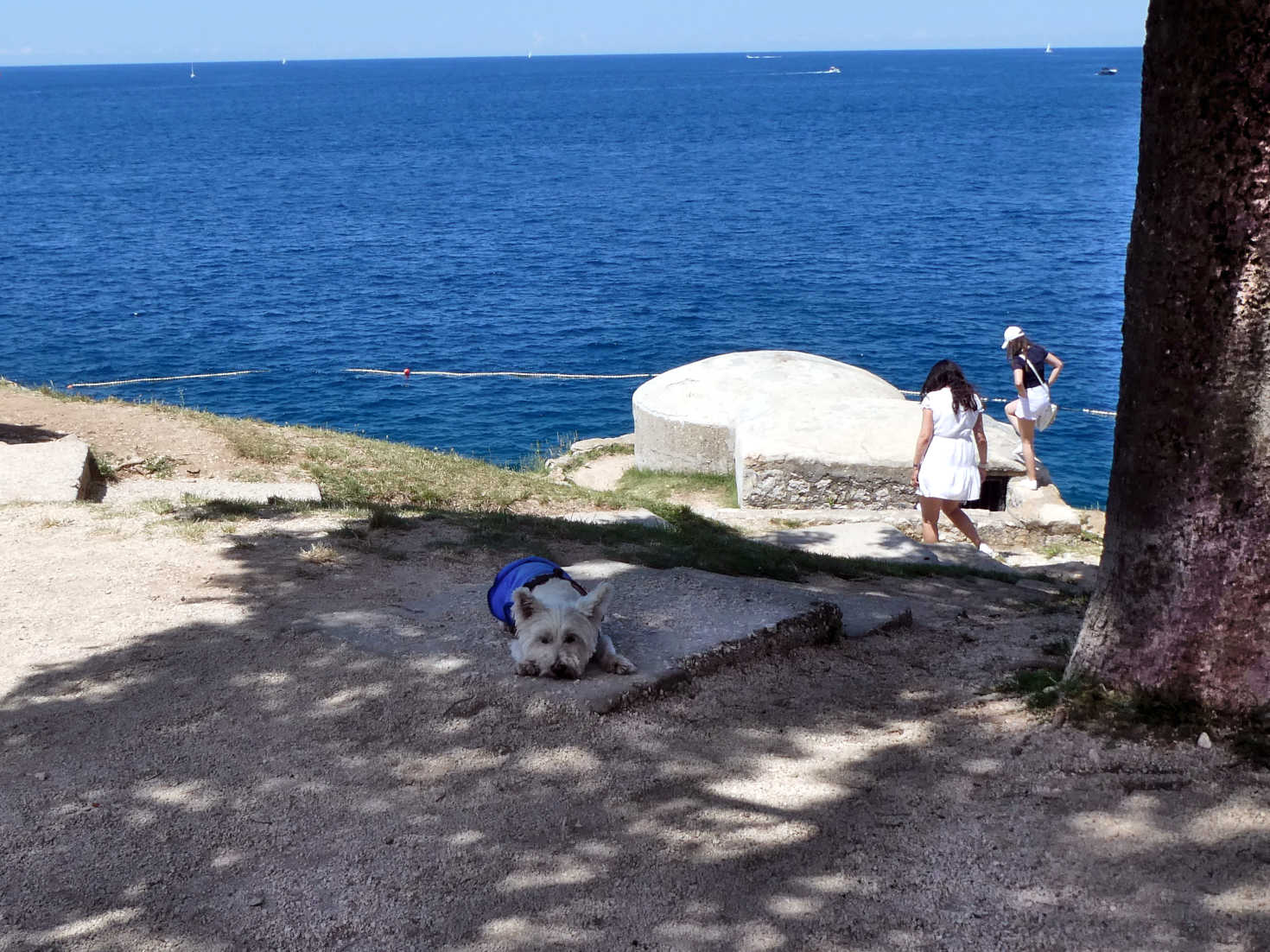 poppy the westie hides from mr sun