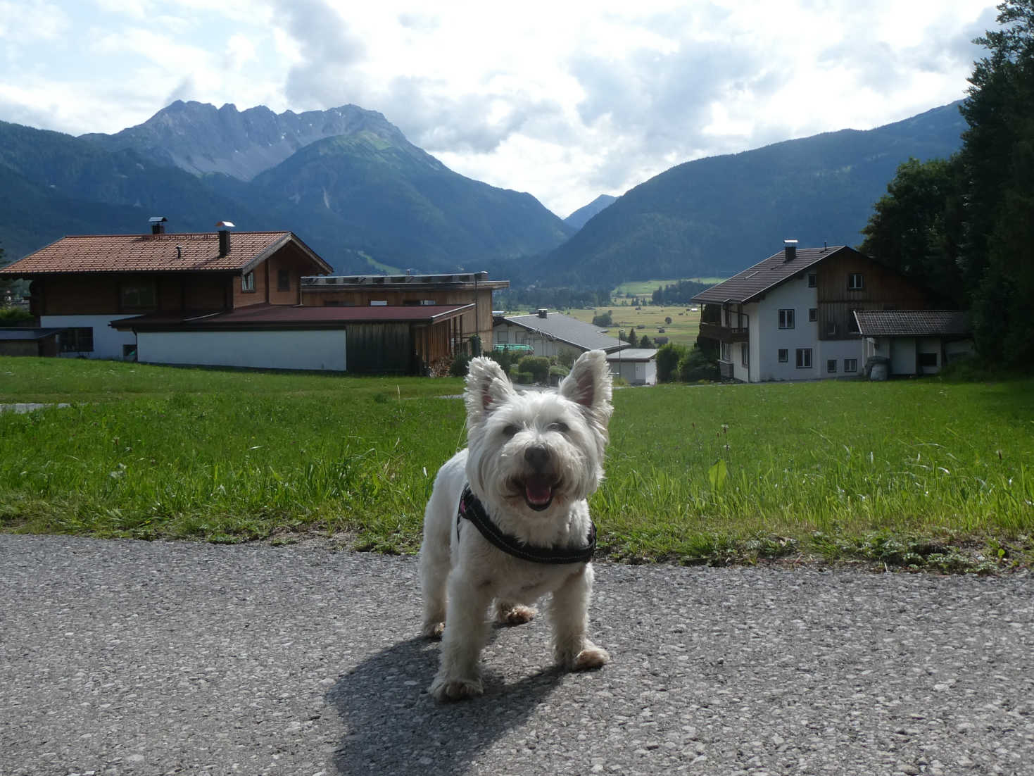 poppy the westie in Ehrwald