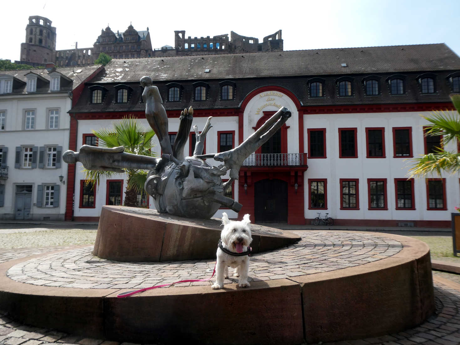 poppy the westie in Heidelberg