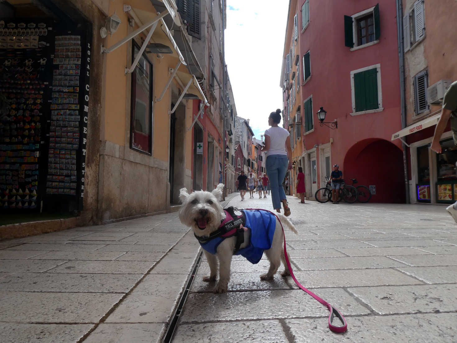 poppy the westie in Pietra Ive Rovinj