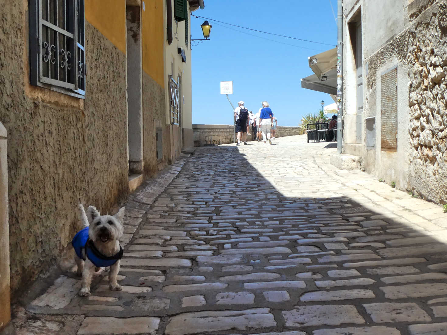 poppy the westie in Ul Sv Kriza Rovinj