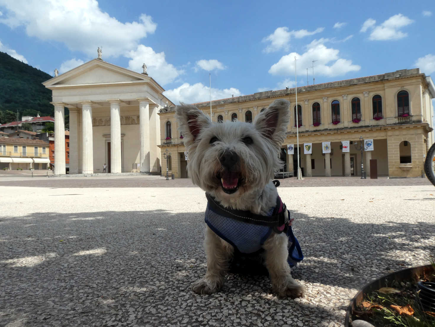 poppy the westie in Valdobbiadene