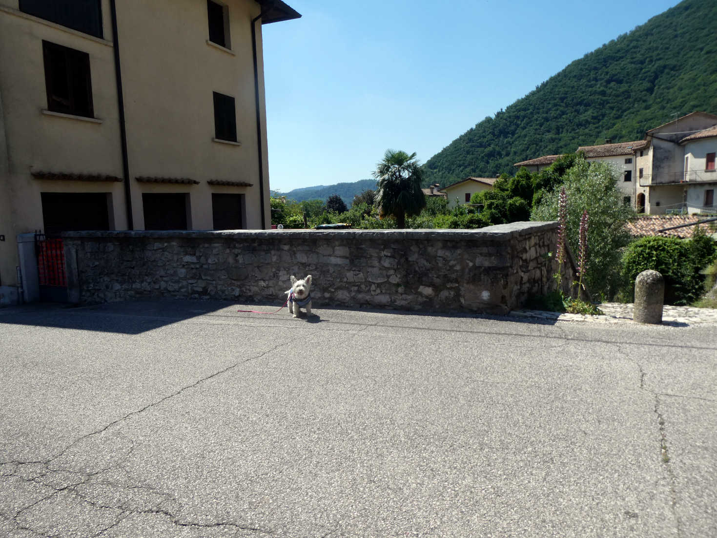 poppy the westie in Valmareno