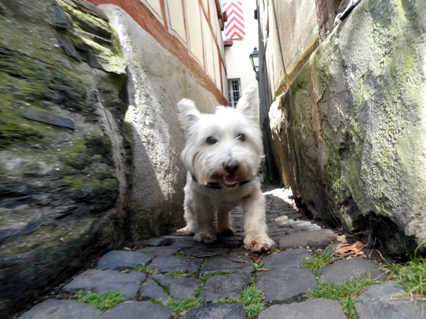 poppy the westie in a Bacharach rat run