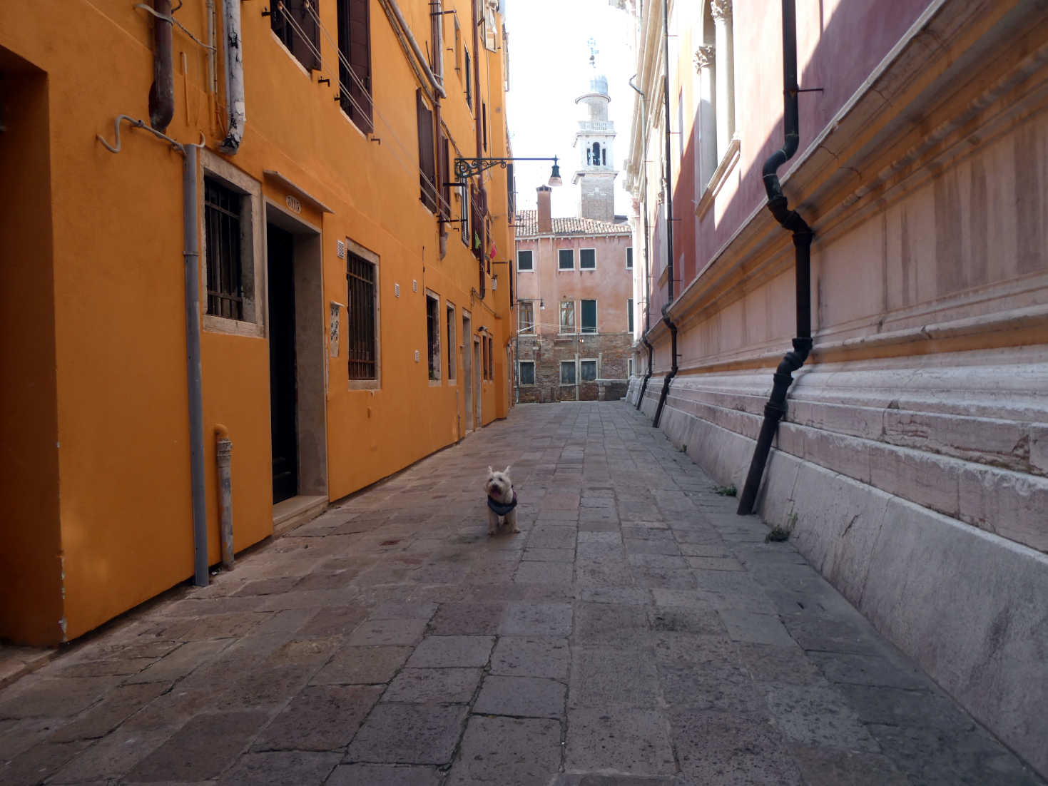 poppy the westie in a deserted street in venice