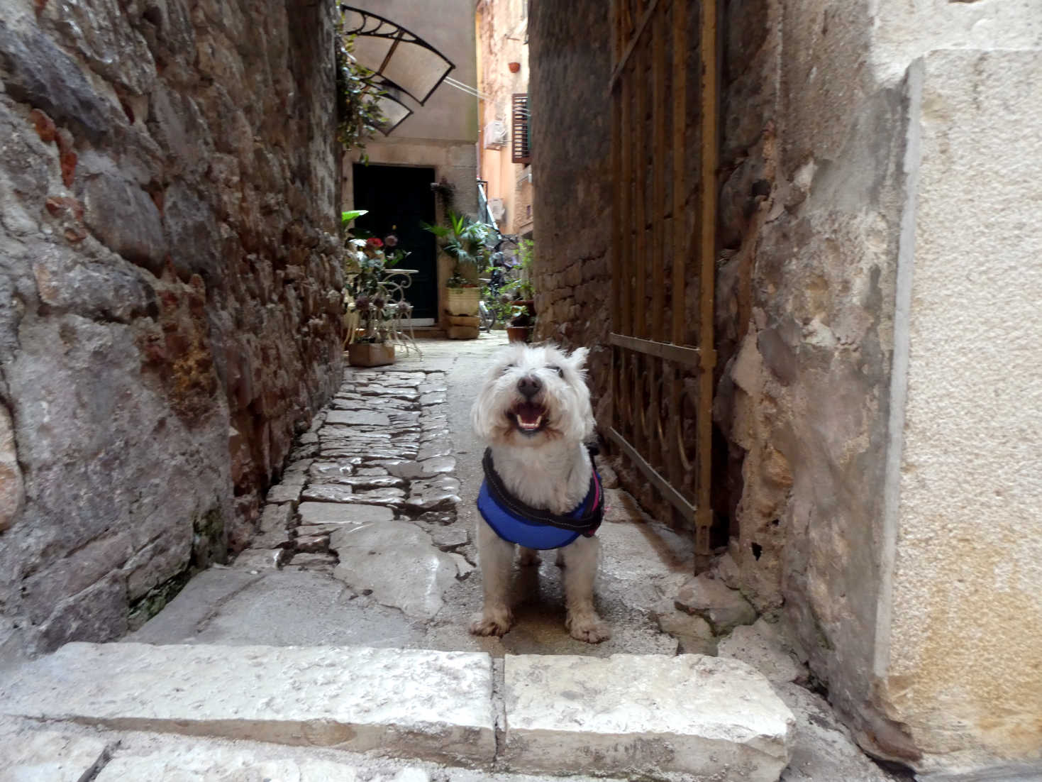 poppy the westie in a doorway Rovinj