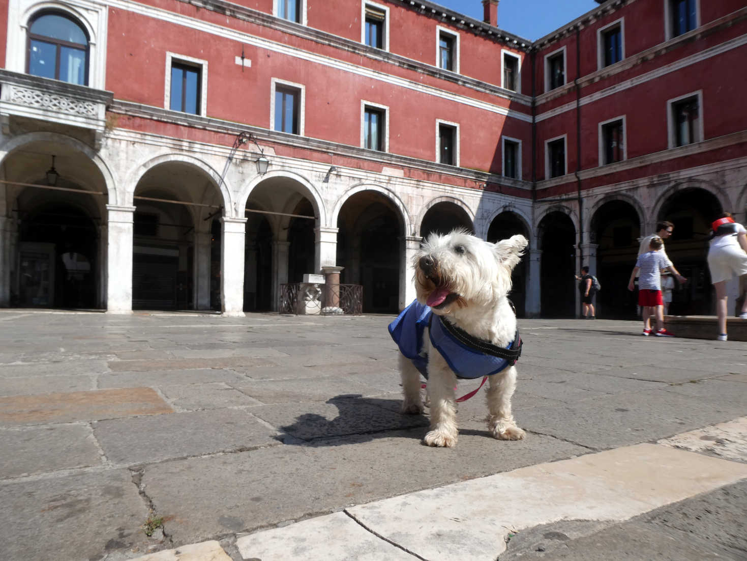 poppy the westie in a piazza in Venice