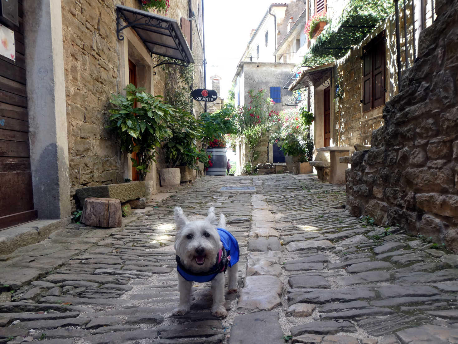 poppy the westie in a street in Groznjan