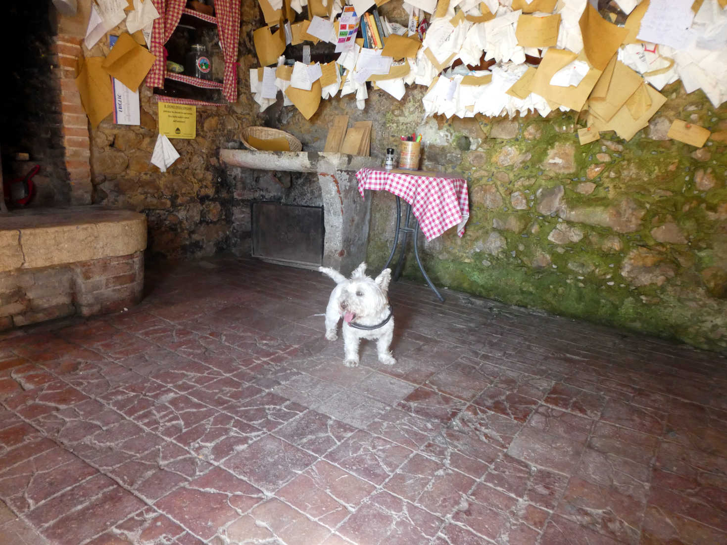 poppy the westie in an honesty vineyard