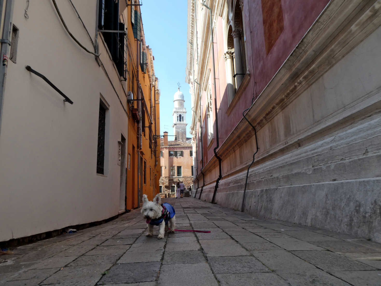 poppy the westie in back lanes of Venice