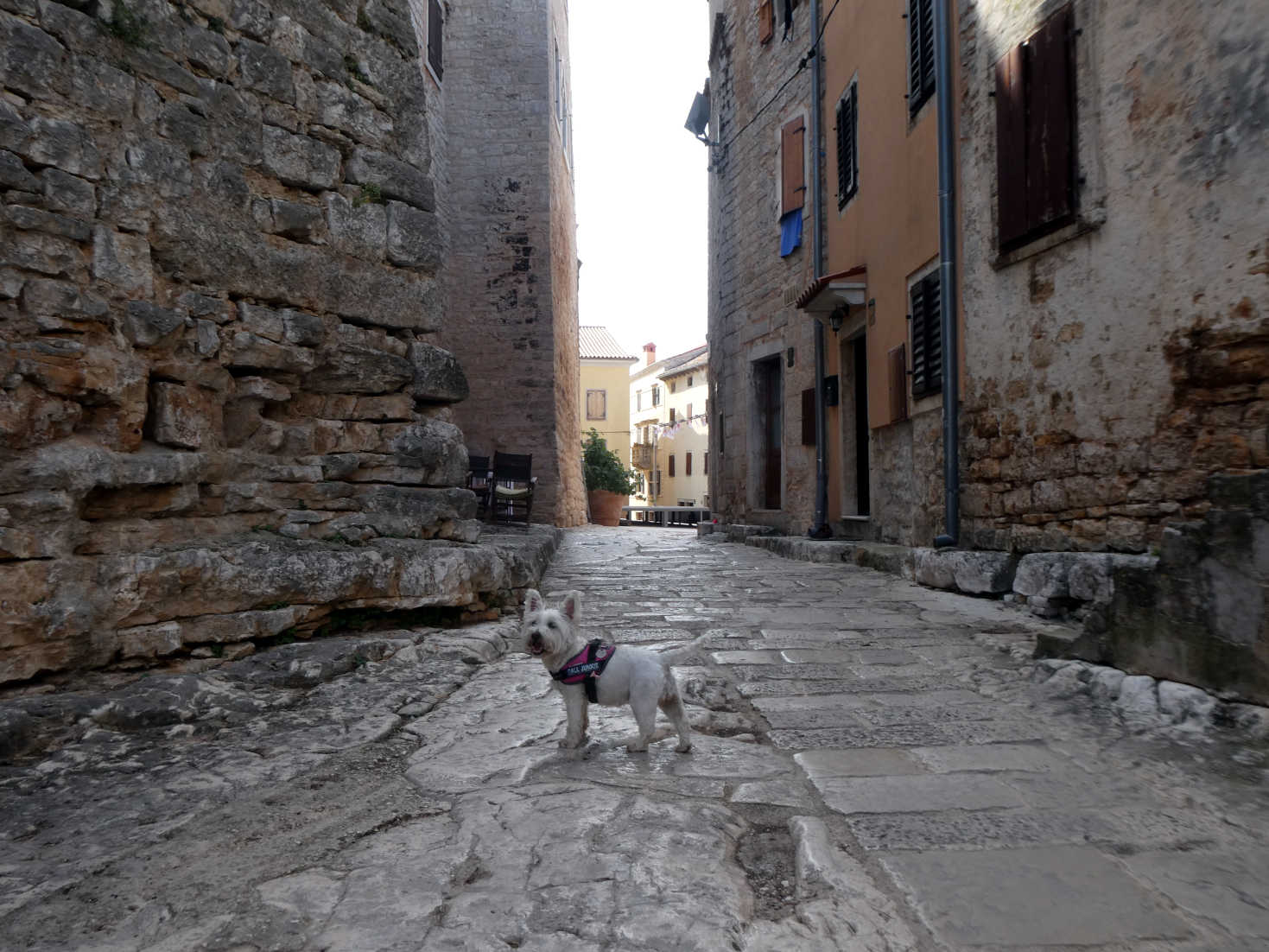 poppy the westie in back streets of Bale