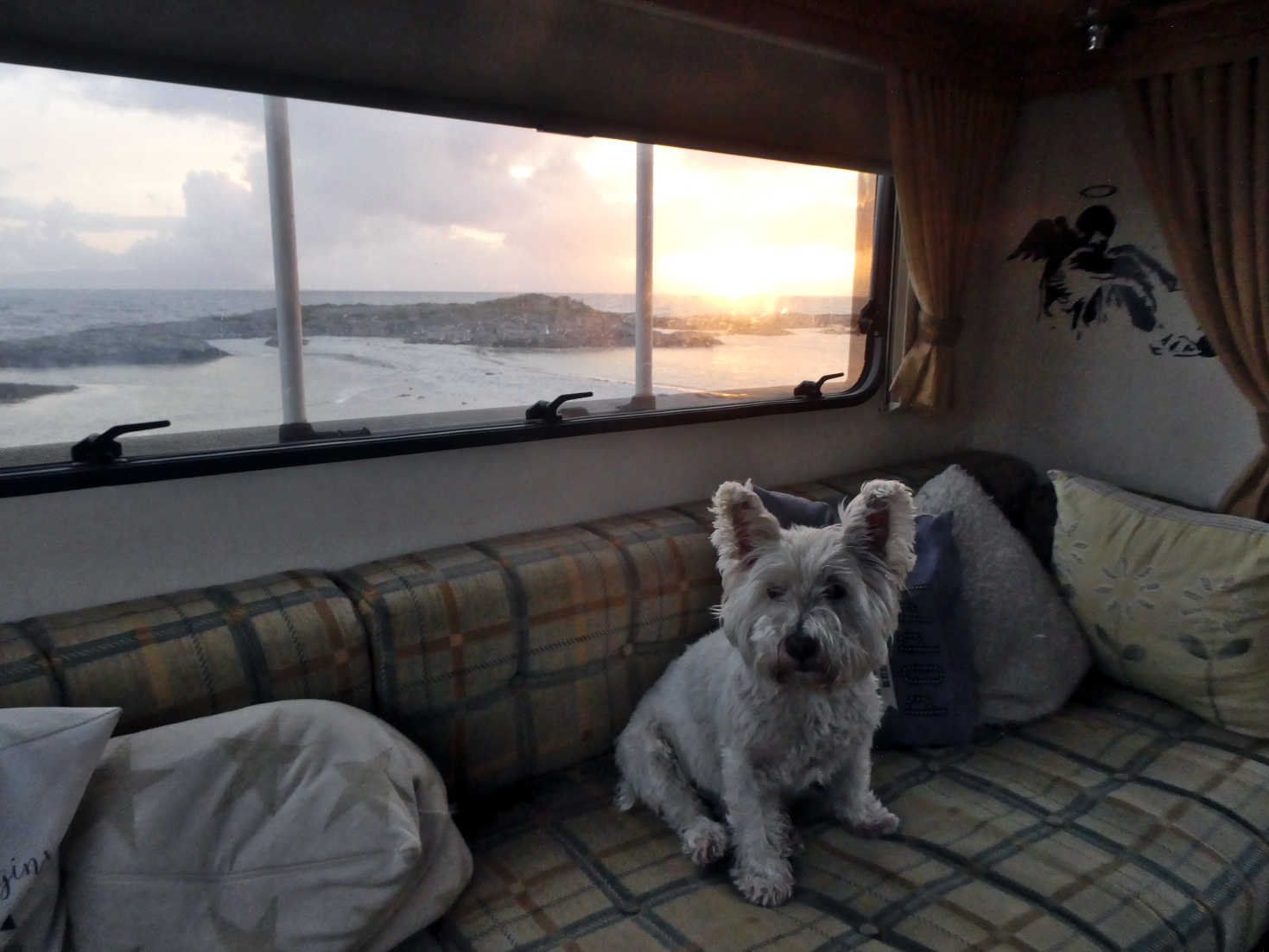 poppy the westie in betsy silver sands campsite