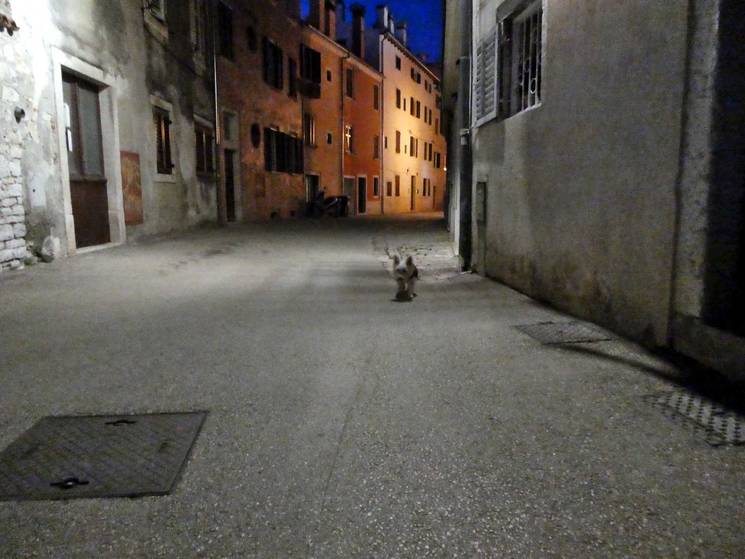 poppy the westie in deserted Rovinj