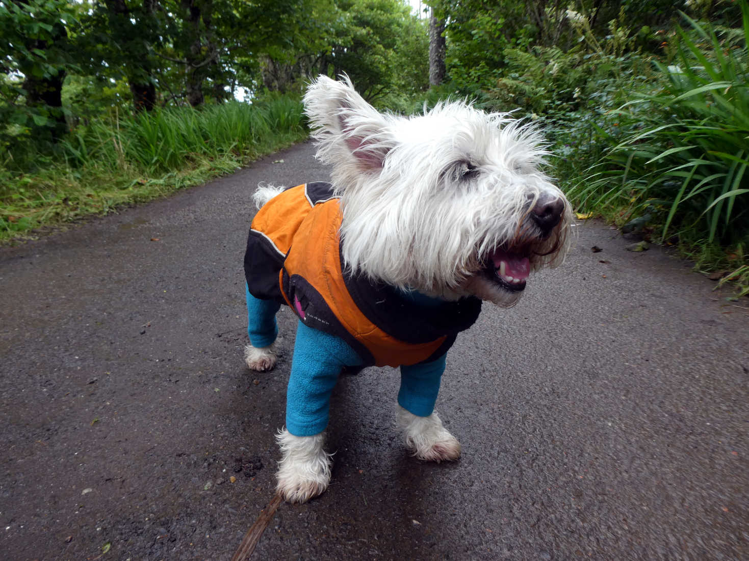 poppy the westie in extra weather gear