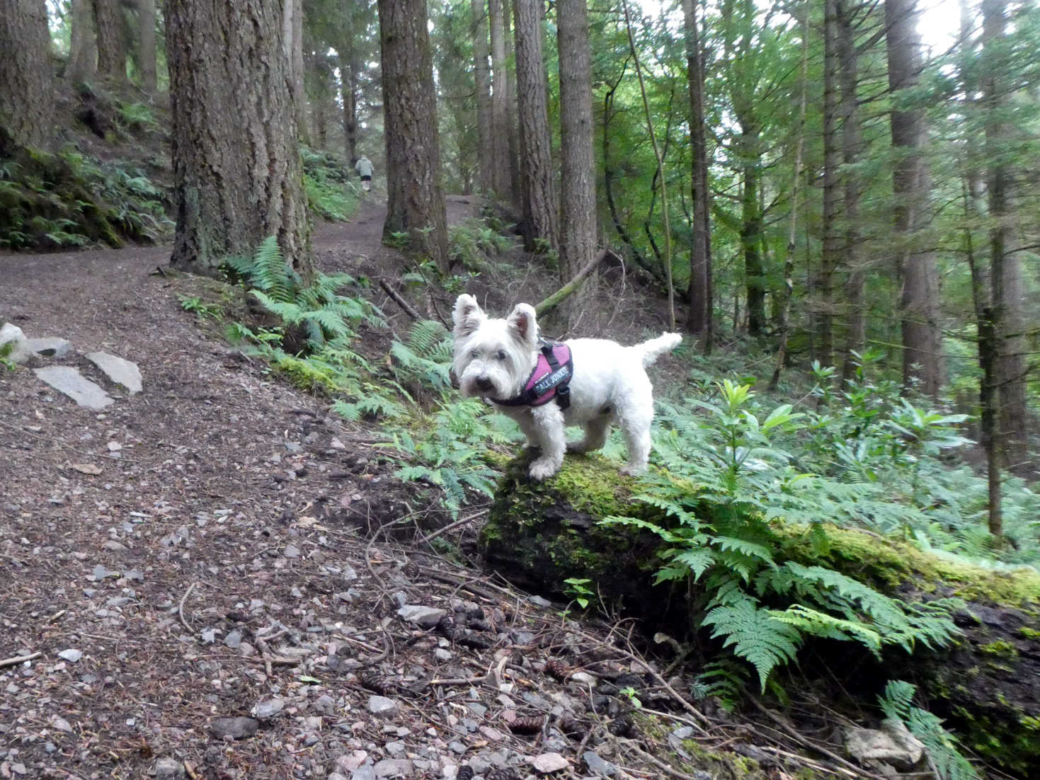 poppy the westie in forrest at Glen Coe