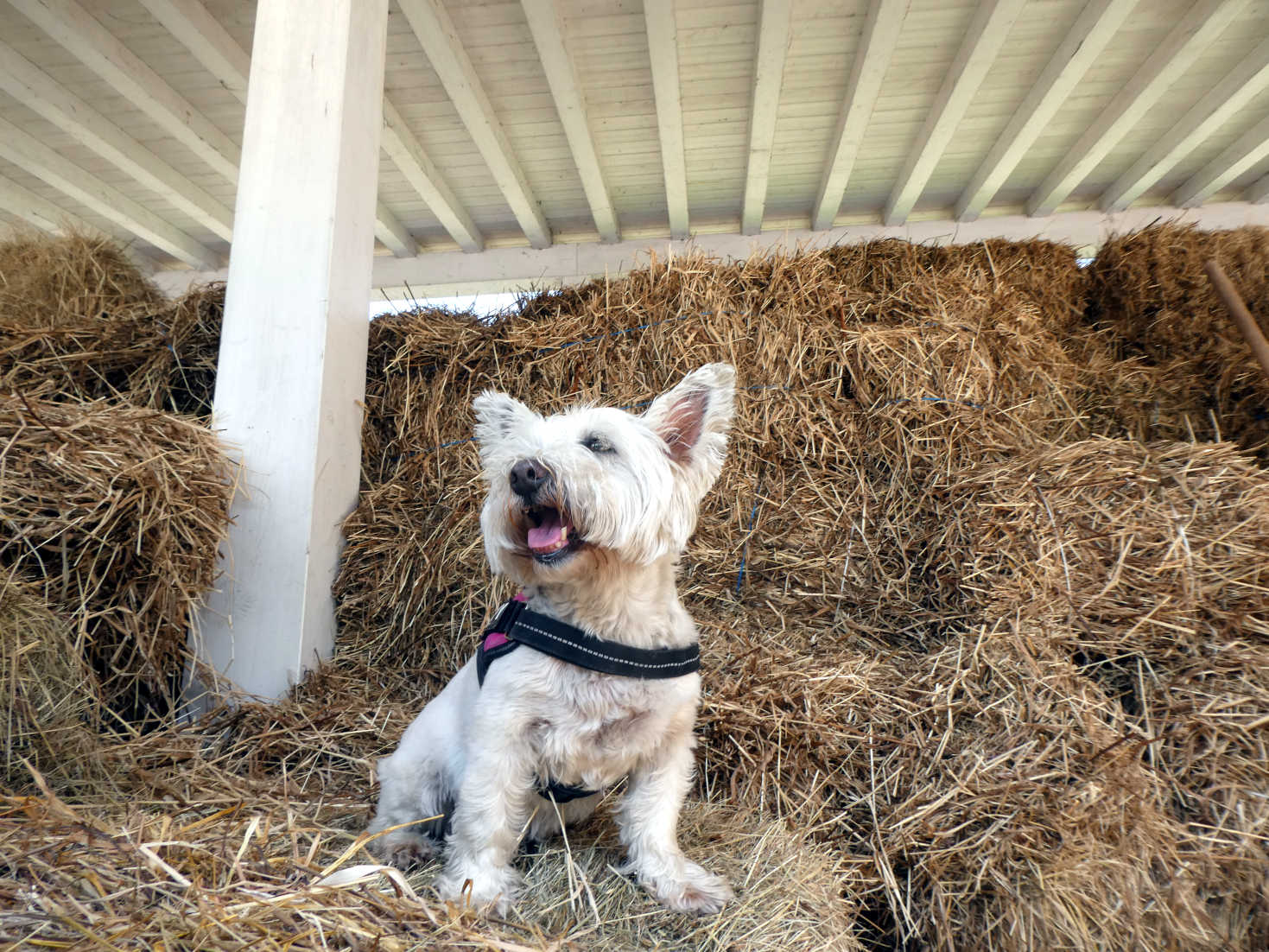 poppy the westie in hay bails at La Dolza