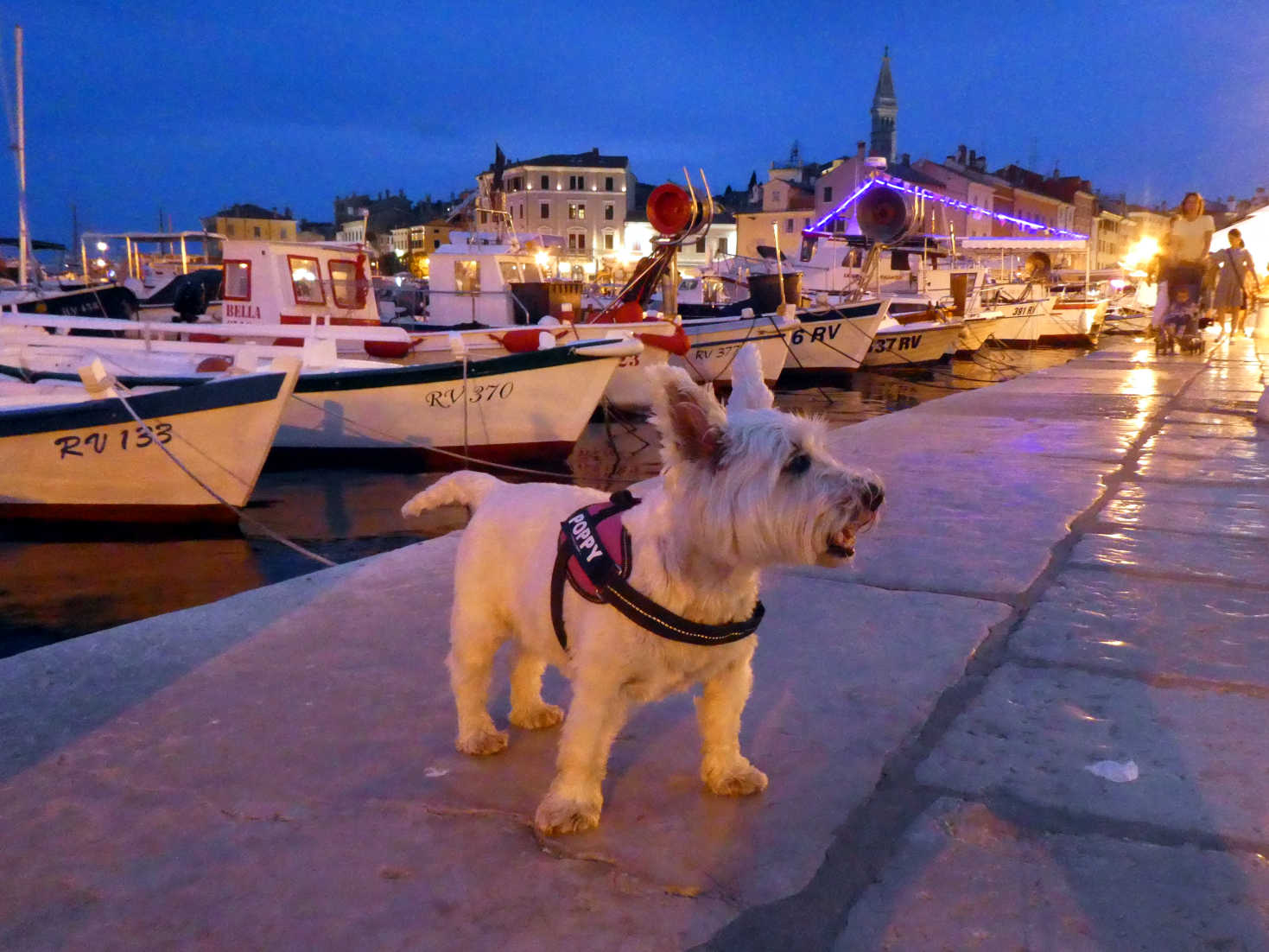 poppy the westie in old port Rovinj