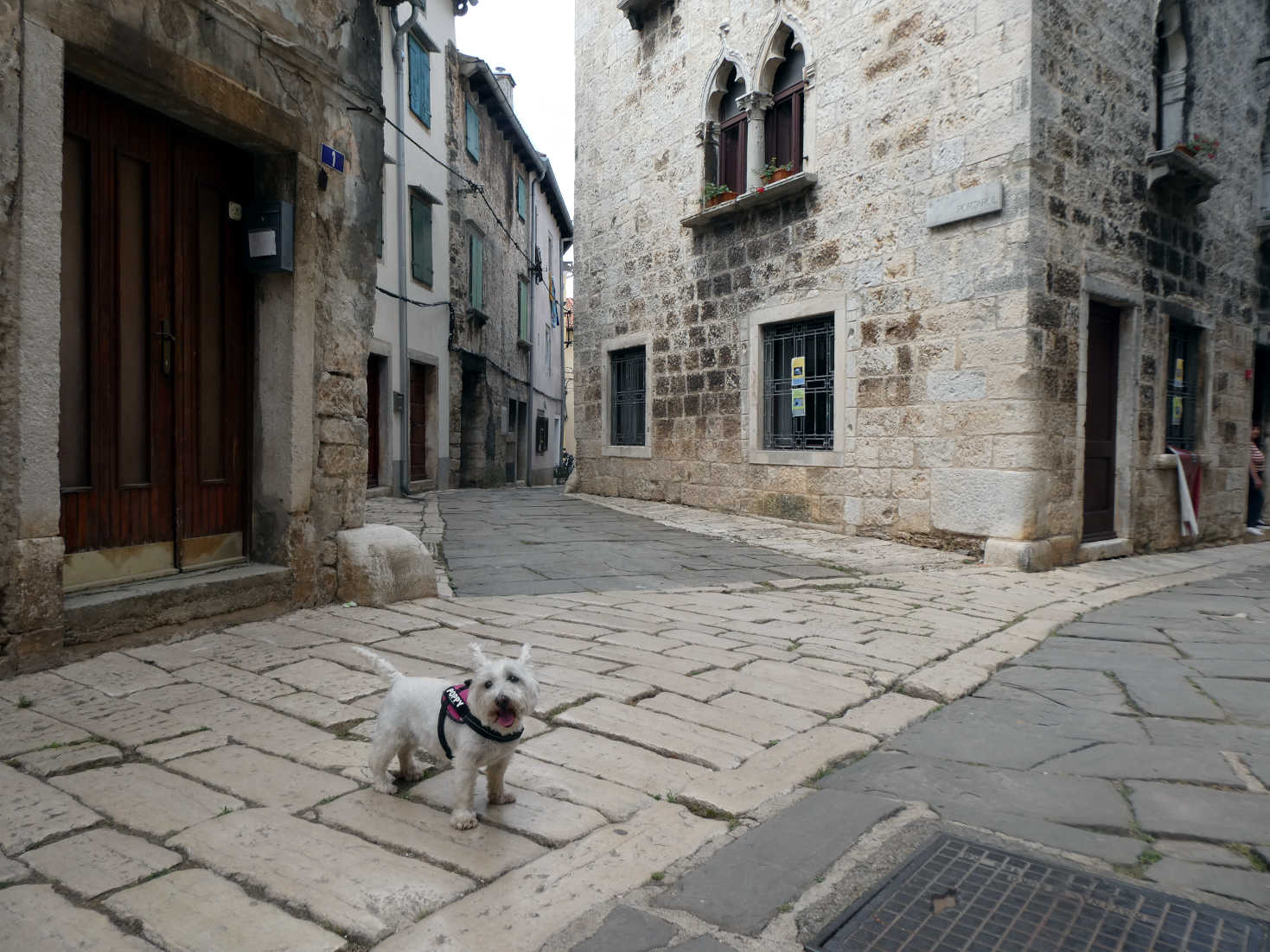 poppy the westie in quiet Vodnijan