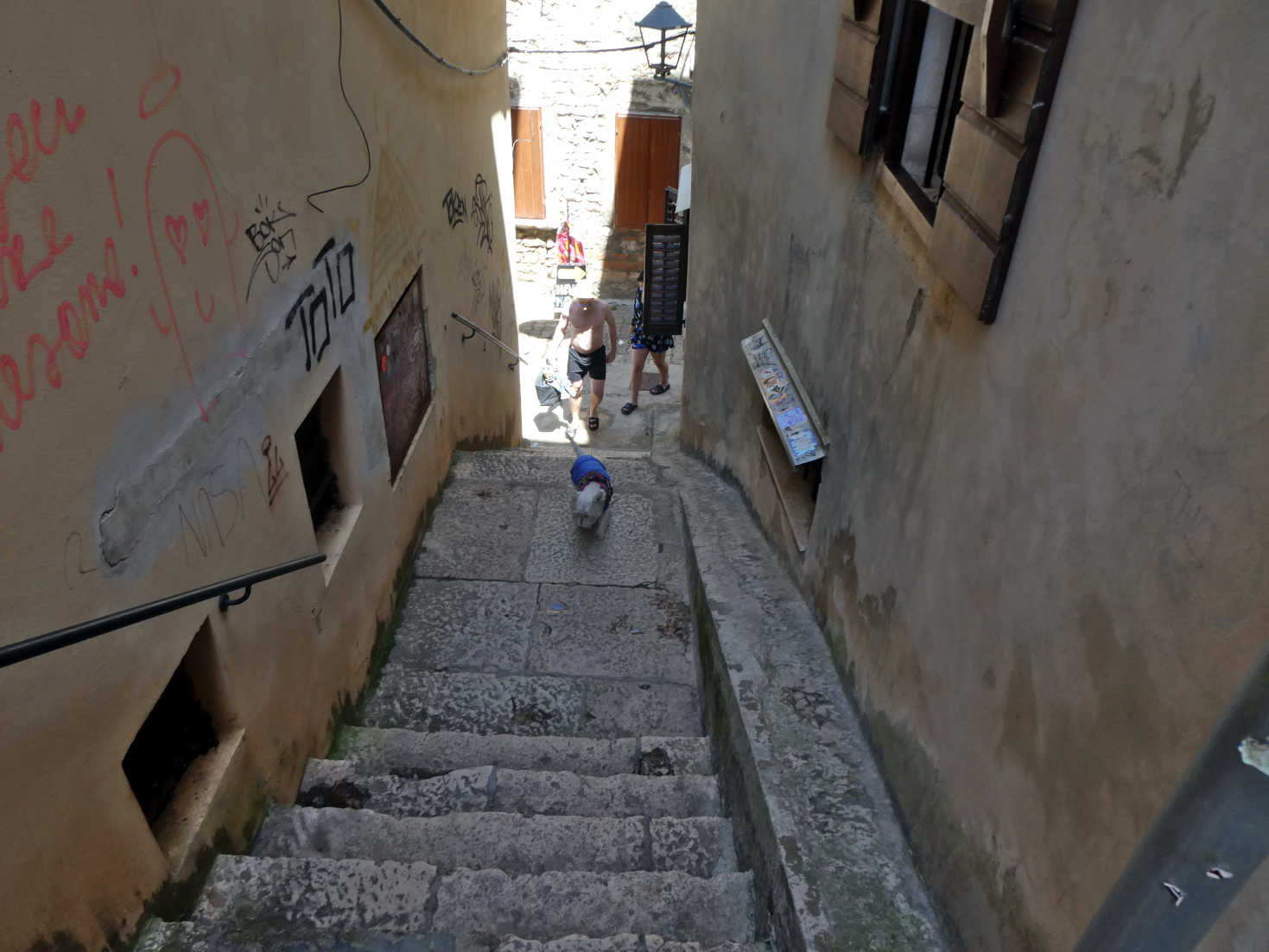 poppy the westie in the back lanes of Rovinj