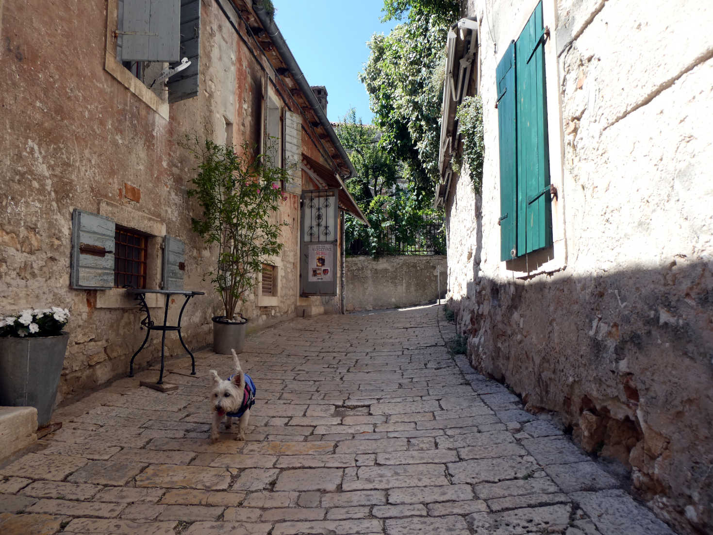 poppy the westie in the back streets of Rovinj