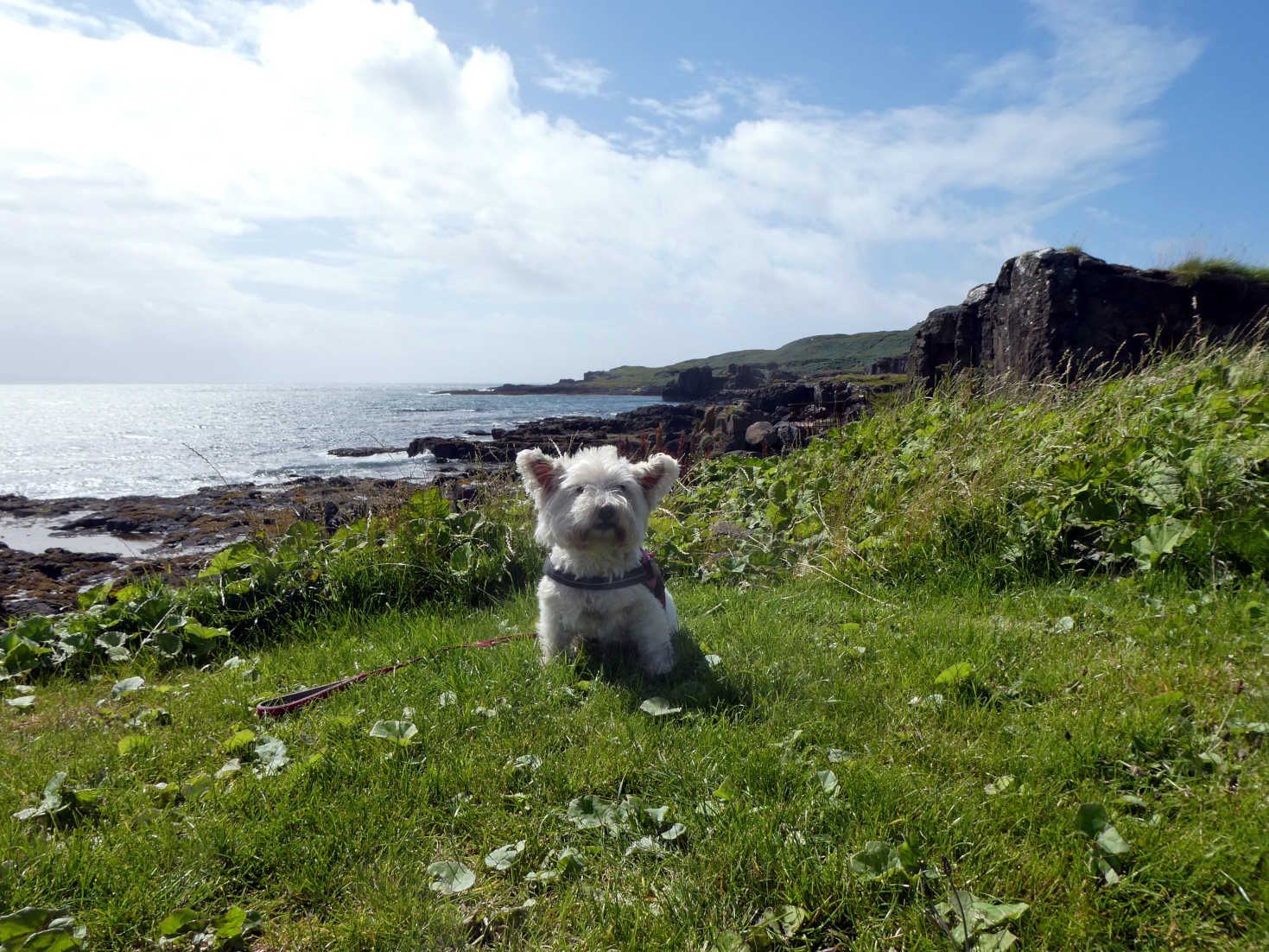 poppy the westie in the eigg sunshine