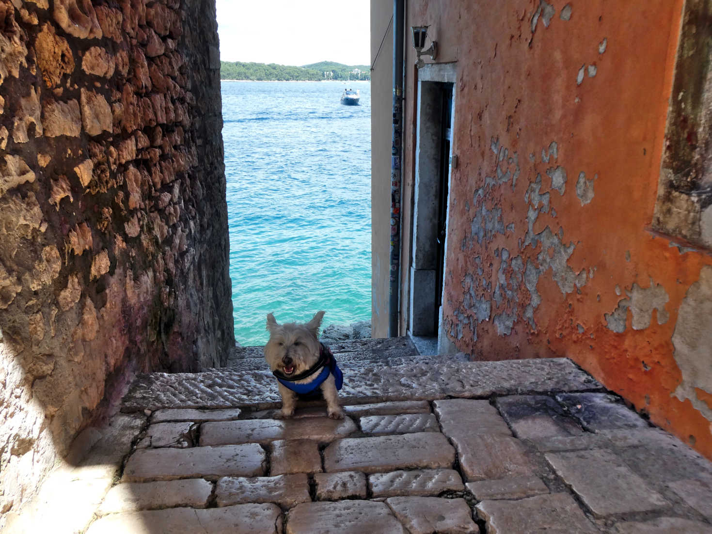 poppy the westie in wind tunnel Rovinj