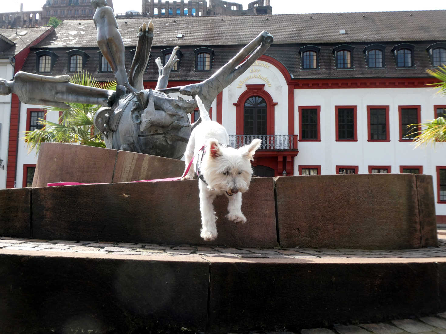 poppy the westie jumps from fountain Heidelberg